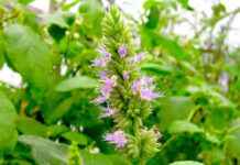 Patchouli Essential Oil: All You Need to Know