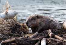 Legal win offers hope of new era for beavers and farmers
