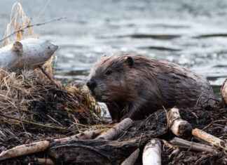 Legal win offers hope of new era for beavers and farmers
