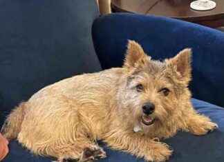 Senate Passes Bill to Curb ‘Patent Thickets’ and EU Publishes New AI Act: Friday Barks & Bites news-12072024-135532