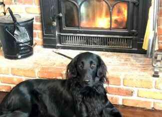 Google’s Monopoly Ruling, AI Copyright Law Survey, RIAA Supports Music Publishers – Barks & Bites (August 9) news-12082024-041439