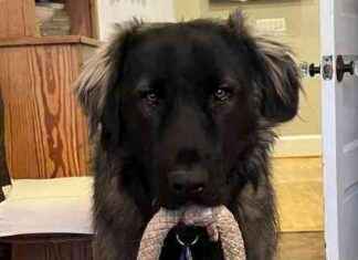 AstraZeneca Overturns $107.5M Patent Infringement Ruling; DOJ Considers Google Breakup; Cox Appeals $1B Copyright Case to SCOTUS news-16082024-210256