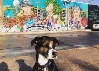 Nike’s Trademark Infringement Lawsuit Against ‘Shoe Surgeon’ Continues: August 23 Barks & Bites news-23082024-232910