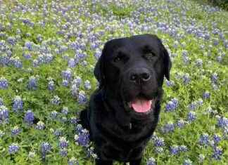 WIPO Publishes Top Technology Cluster List, Romania Joins Unitary Patent System, USPTO Launches New Trademark Trial and Appeal Board Center news-31082024-000713