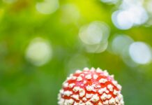 Are Magic Mushrooms Legal In California? Discover The Truth!