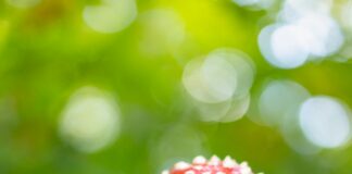 Are Magic Mushrooms Legal In California? Discover The Truth!