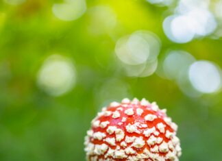 Are Magic Mushrooms Legal In California? Discover The Truth!