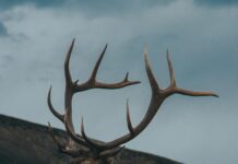 Was The Casey Brooks Bull Elk Killed Legally? Shocking Truth Revealed
