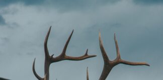 Was The Casey Brooks Bull Elk Killed Legally? Shocking Truth Revealed