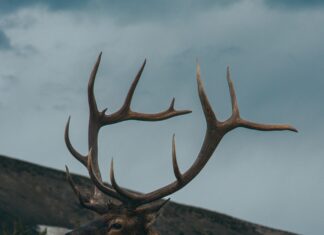 Was The Casey Brooks Bull Elk Killed Legally? Shocking Truth Revealed