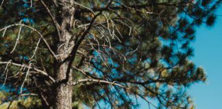 Is It Legal To Use Adblockers In Colorado? Discover The Truth!