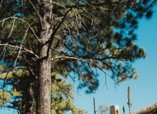 Is It Legal To Use Adblockers In Colorado? Discover The Truth!