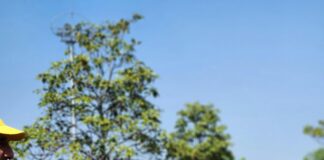 Is Sports Betting Legal In California? Discover The Truth Now