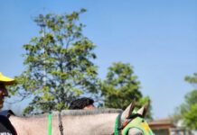 Is Sports Betting Legal In Missouri? Discover The Truth Today!