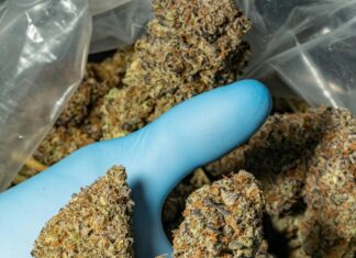 How Many States Is Marijuana Legal In? Discover The Truth Today