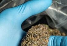 Is Pot Legal In South Carolina? Discover The Truth Today!